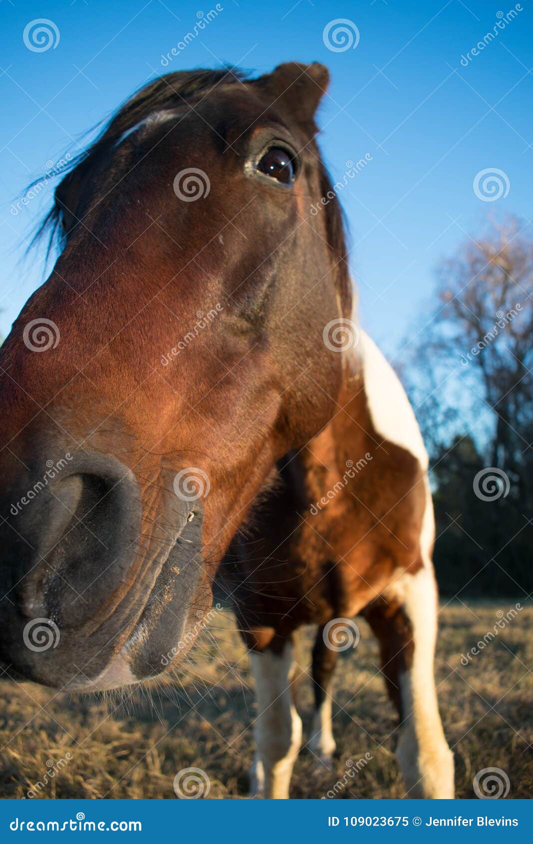 Face of a horse close up stock image. Image of horse 109023675