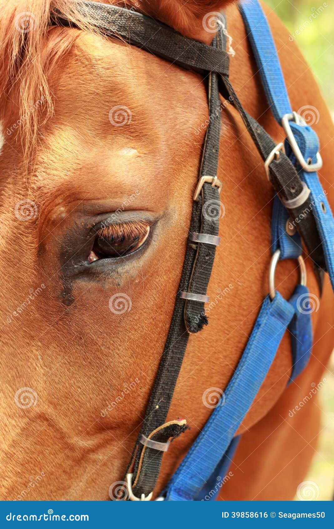 Face horse in the farm stock photo. Image of beautiful 39858616