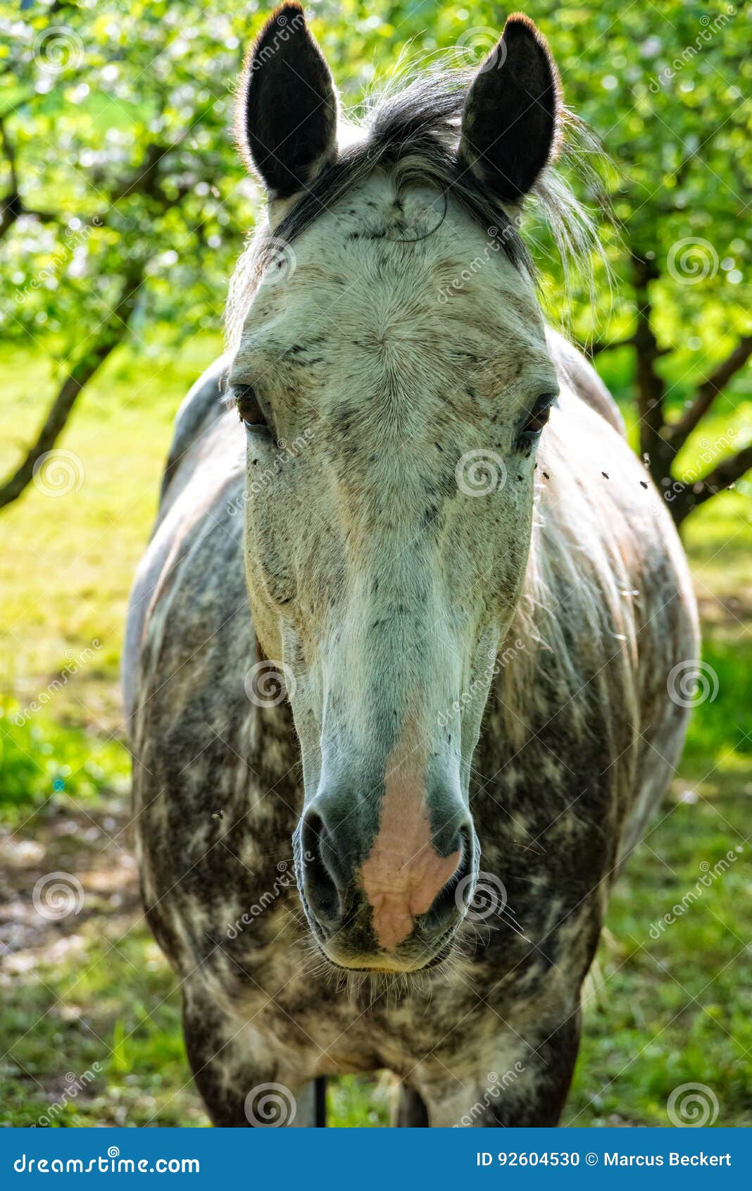 Face of a Horse on the Horse String Stock Photo Image of brown
