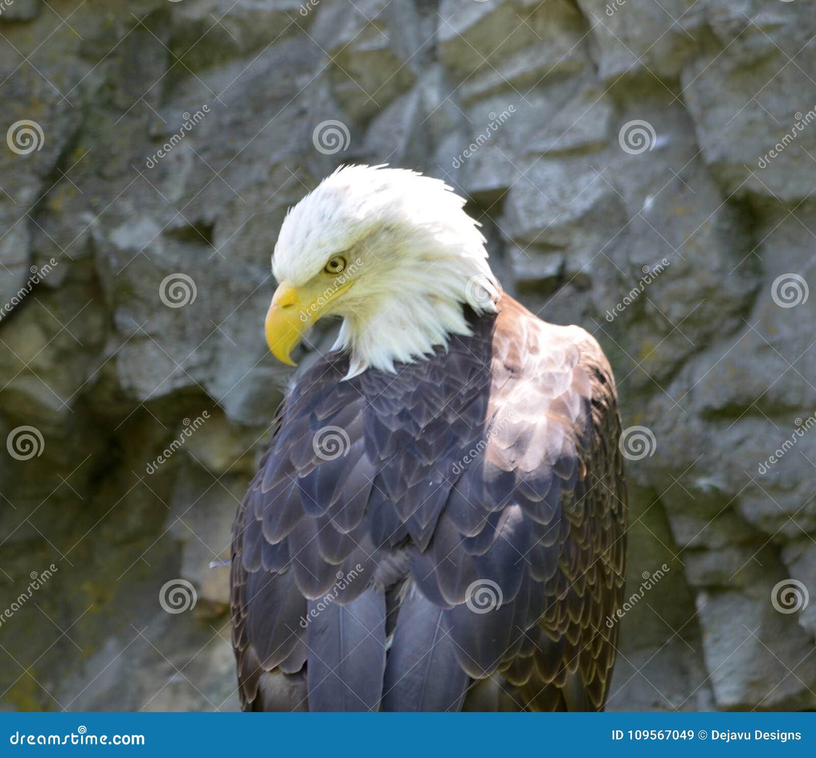 Face of an Iconic American Bald Eagle Up Close Stock Image Image of