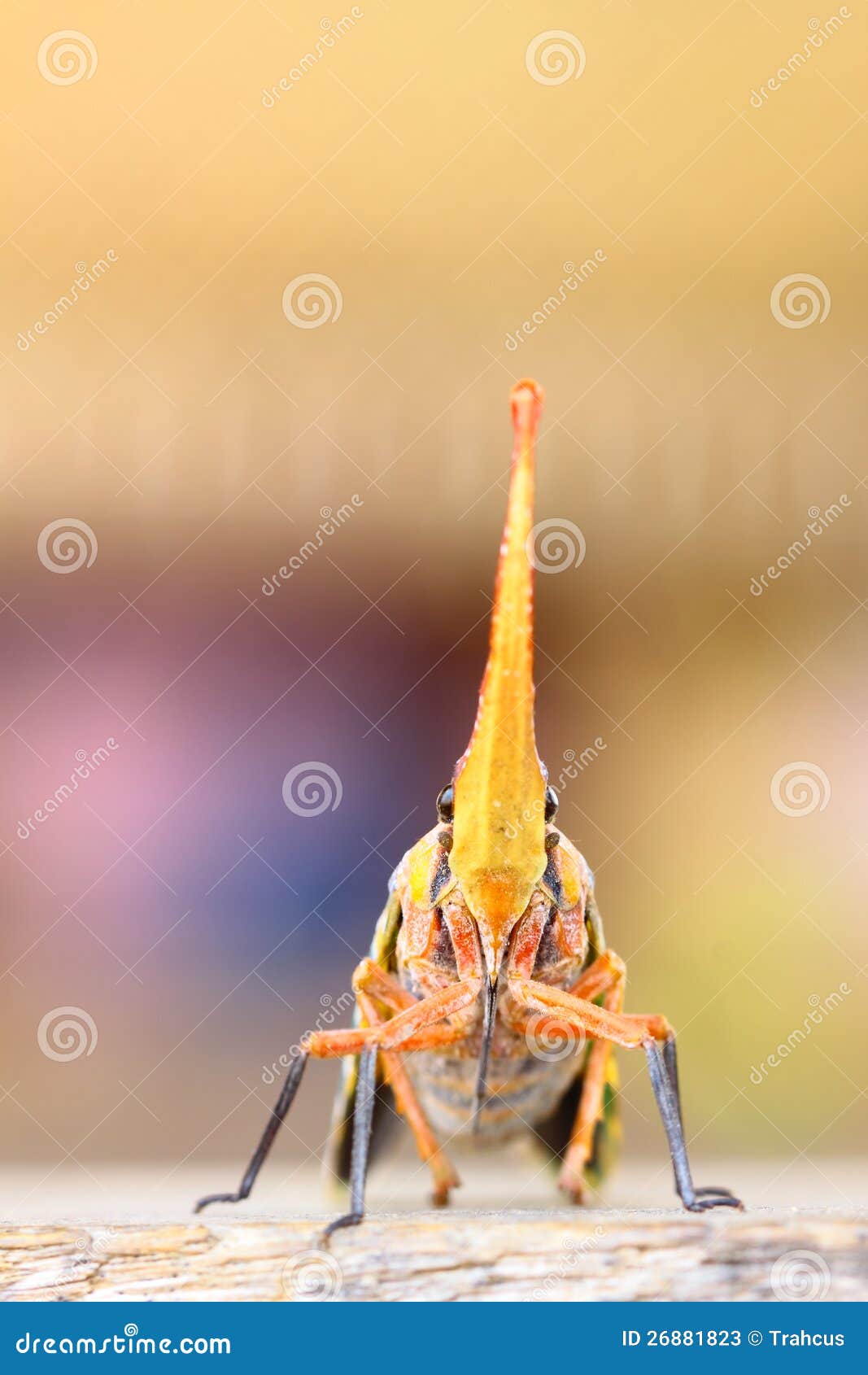 The face of lantern Fly stock image. Image of biology 26881823