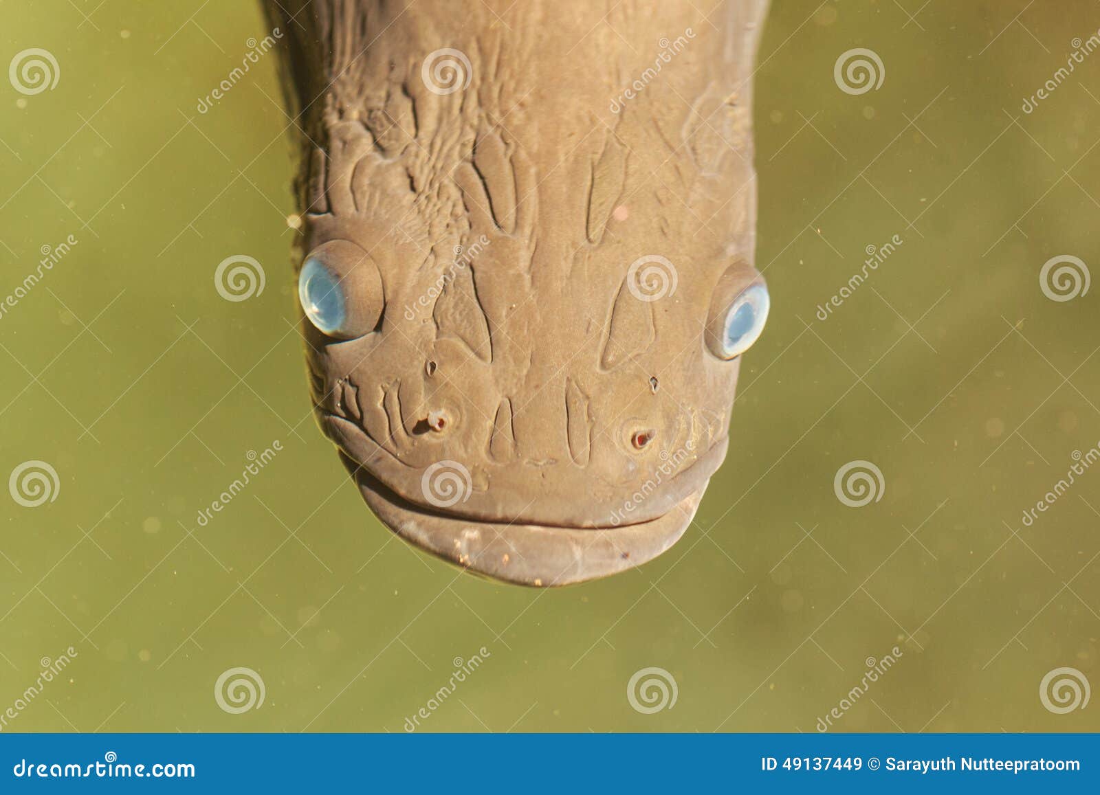 face of large arapaima, it is a genus of bonytongue nat