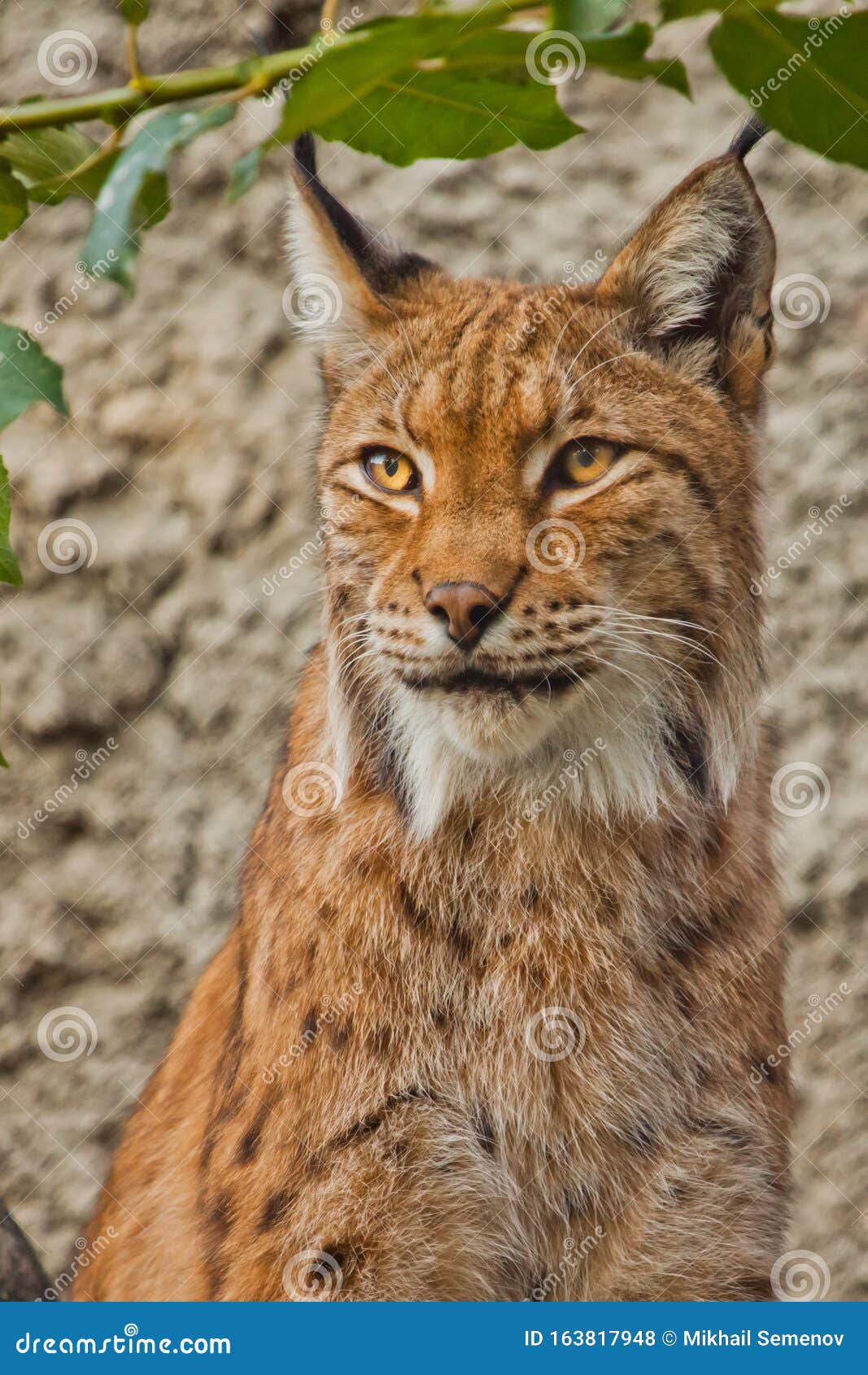 Face of a Large Beautiful Lynx Cat in Summer, Red Hair and Tassels on the  Ears Stock Photo - Image of beautiful, large: 163817948