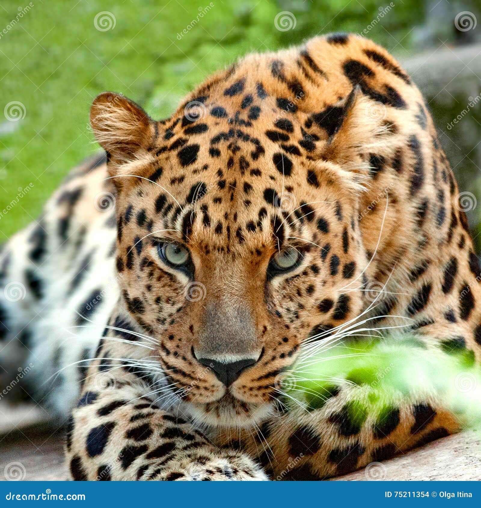 Face of Leopard Closeup Staring at Camera Stock Photo - Image of