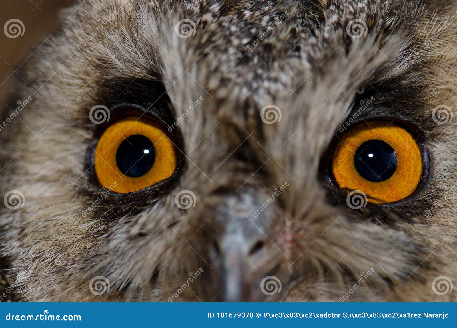 Face Of A Long Eared Owl Asio Otus Canariensis Stock Photo Image Of Wild Looking