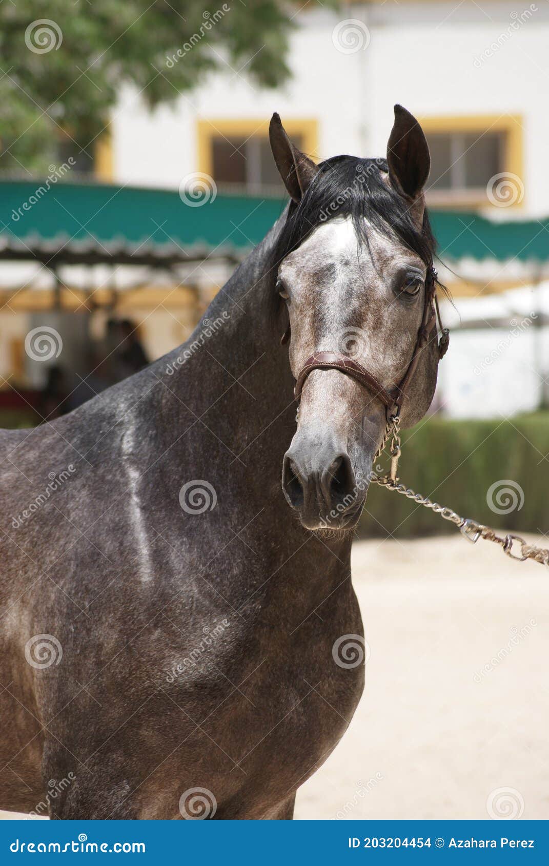 face portrait of a champion stallion hispano arabian in jerez