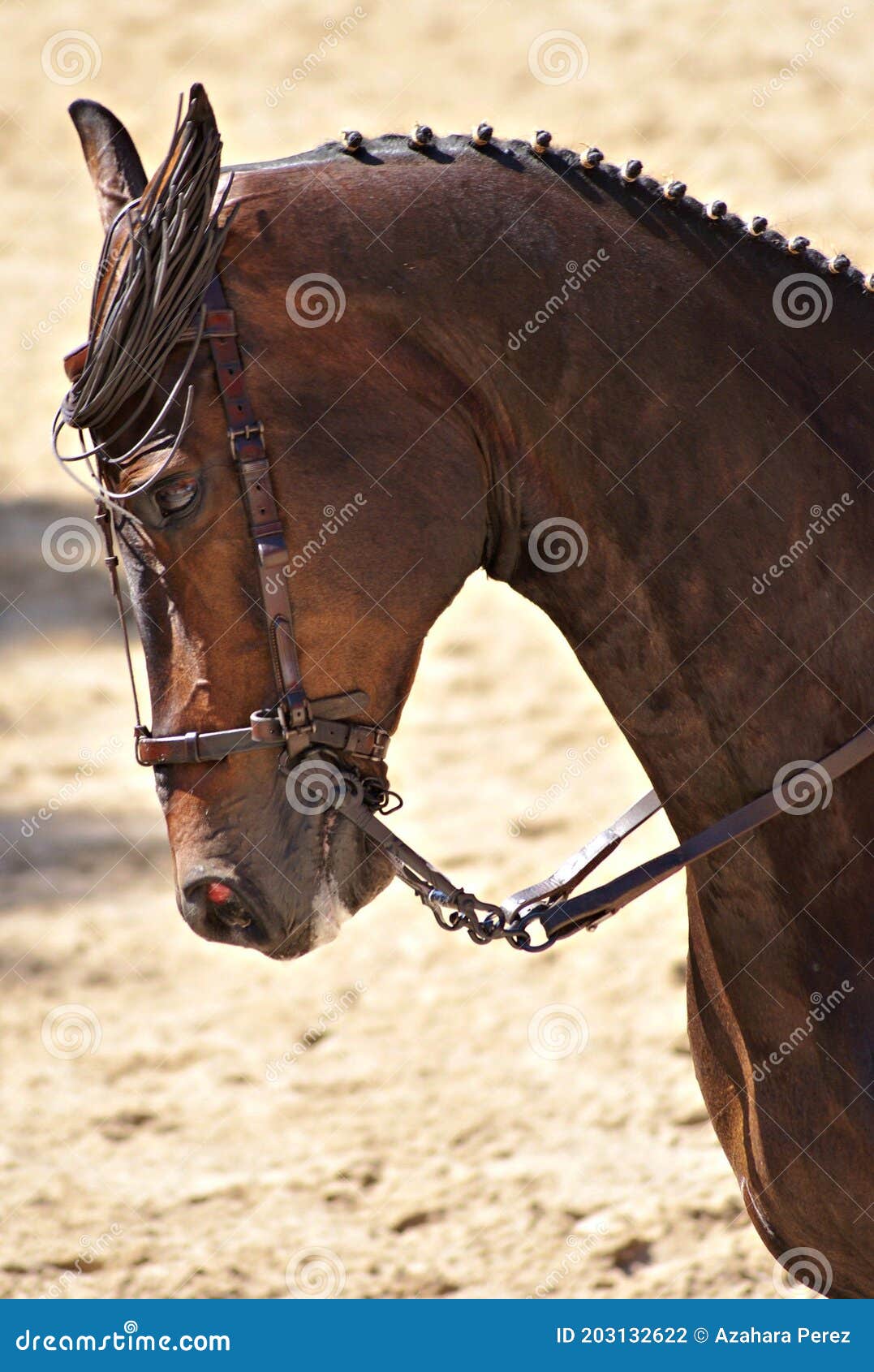 face portrait of a brown crossbred horse in doma vaquera in spain
