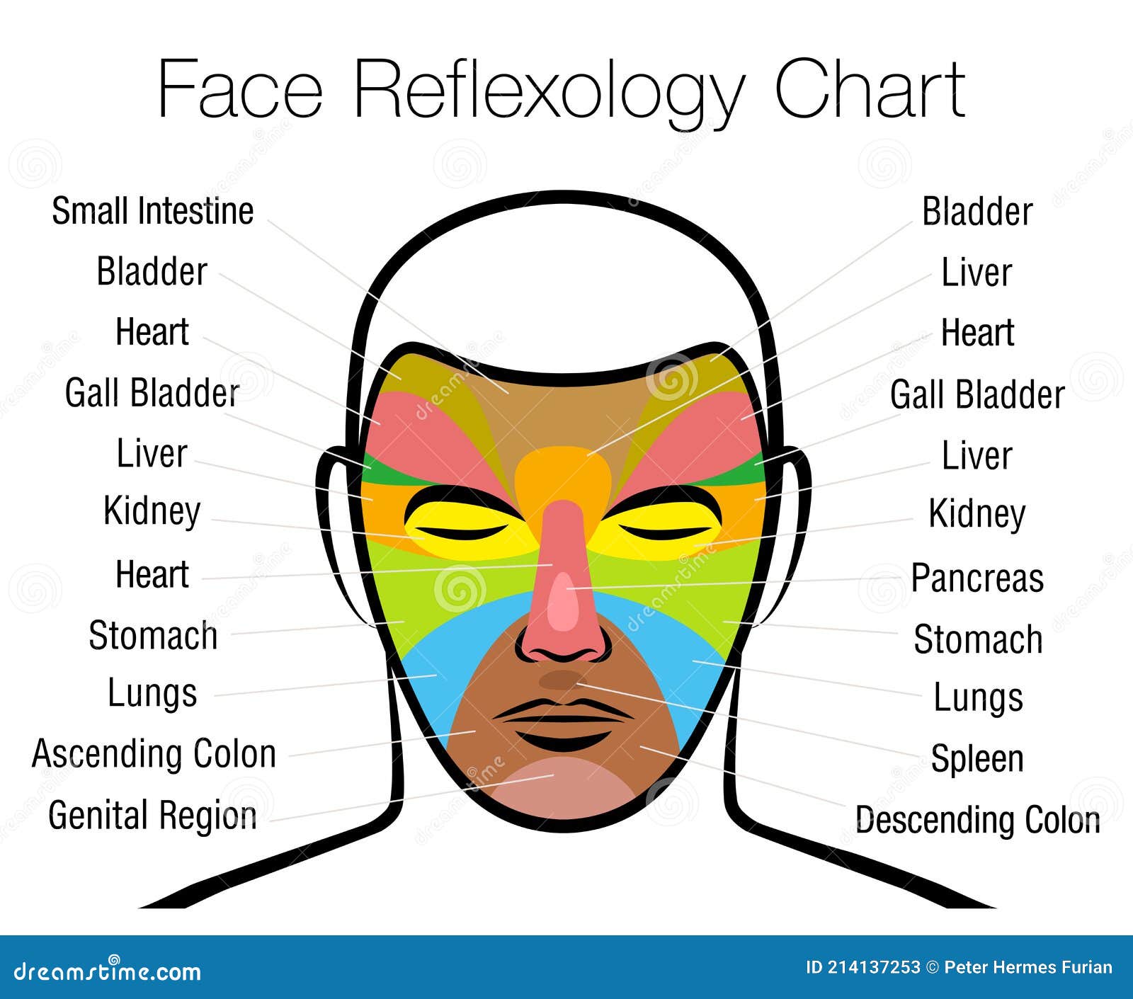Face Reflexology Chart Mapping Massage Areas Internal Organs Body Parts