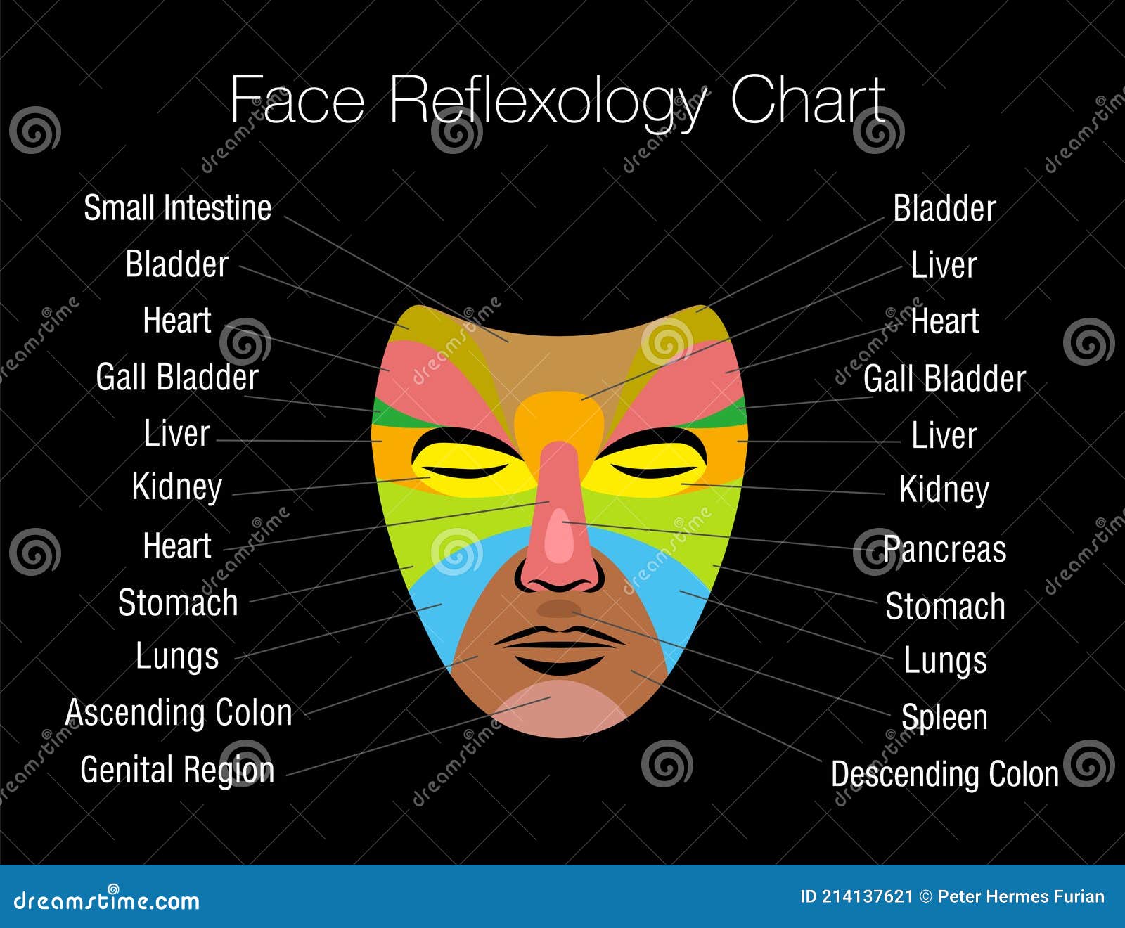 face reflexology chart internal organs mapping areas body parts black