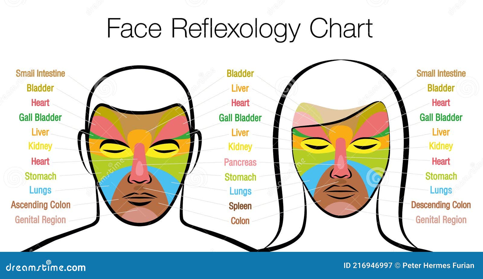 face reflexology man woman chart inner organs massage areas body parts