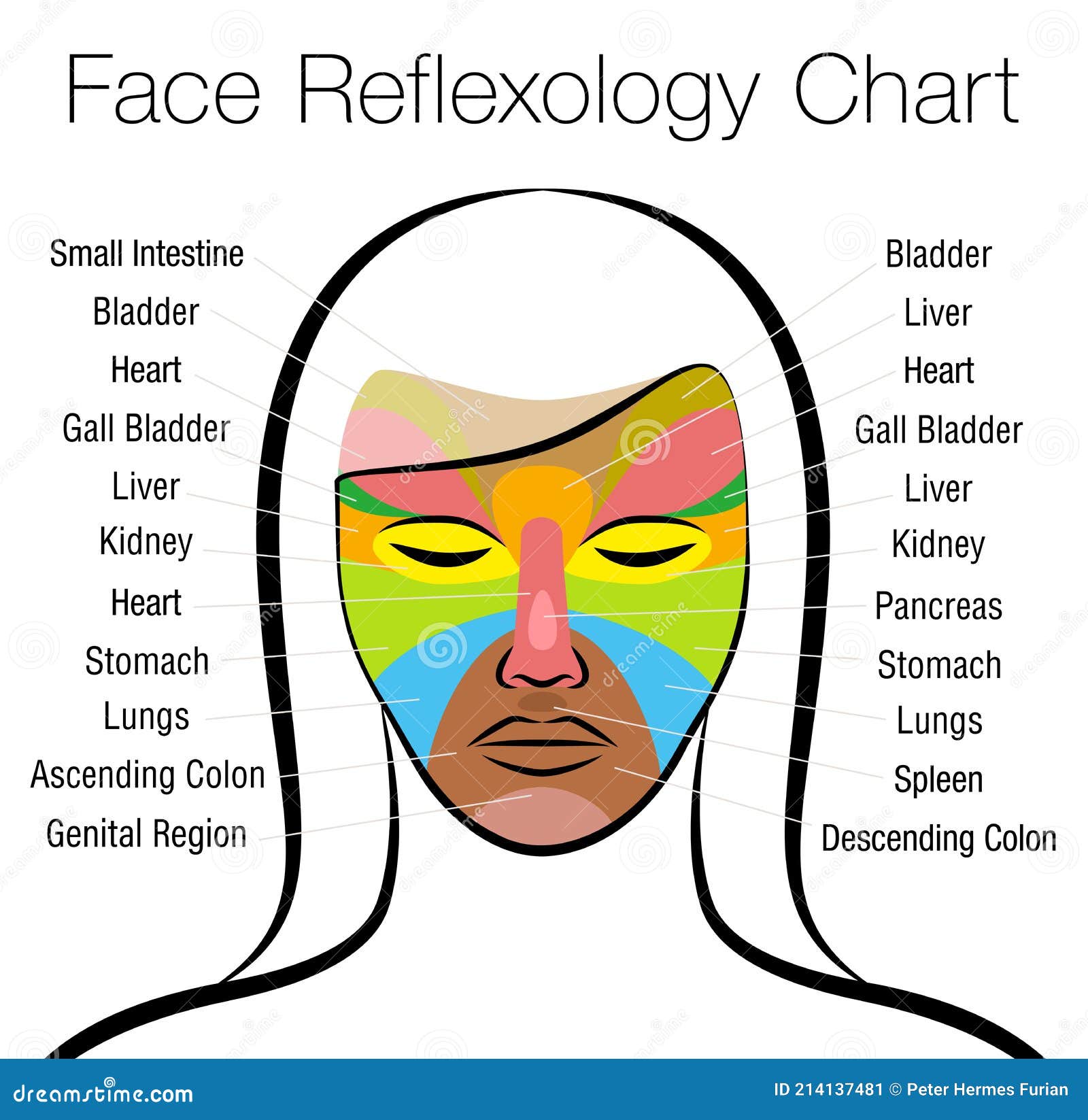 Face Reflexology Chart Internal Organs Mapping Areas Body Parts Black ...