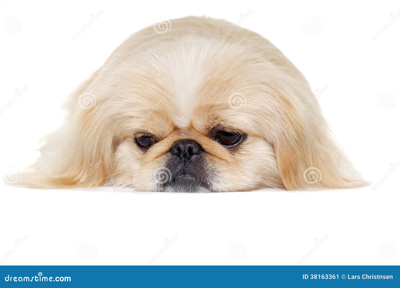 are bones easily digested by a pekingese