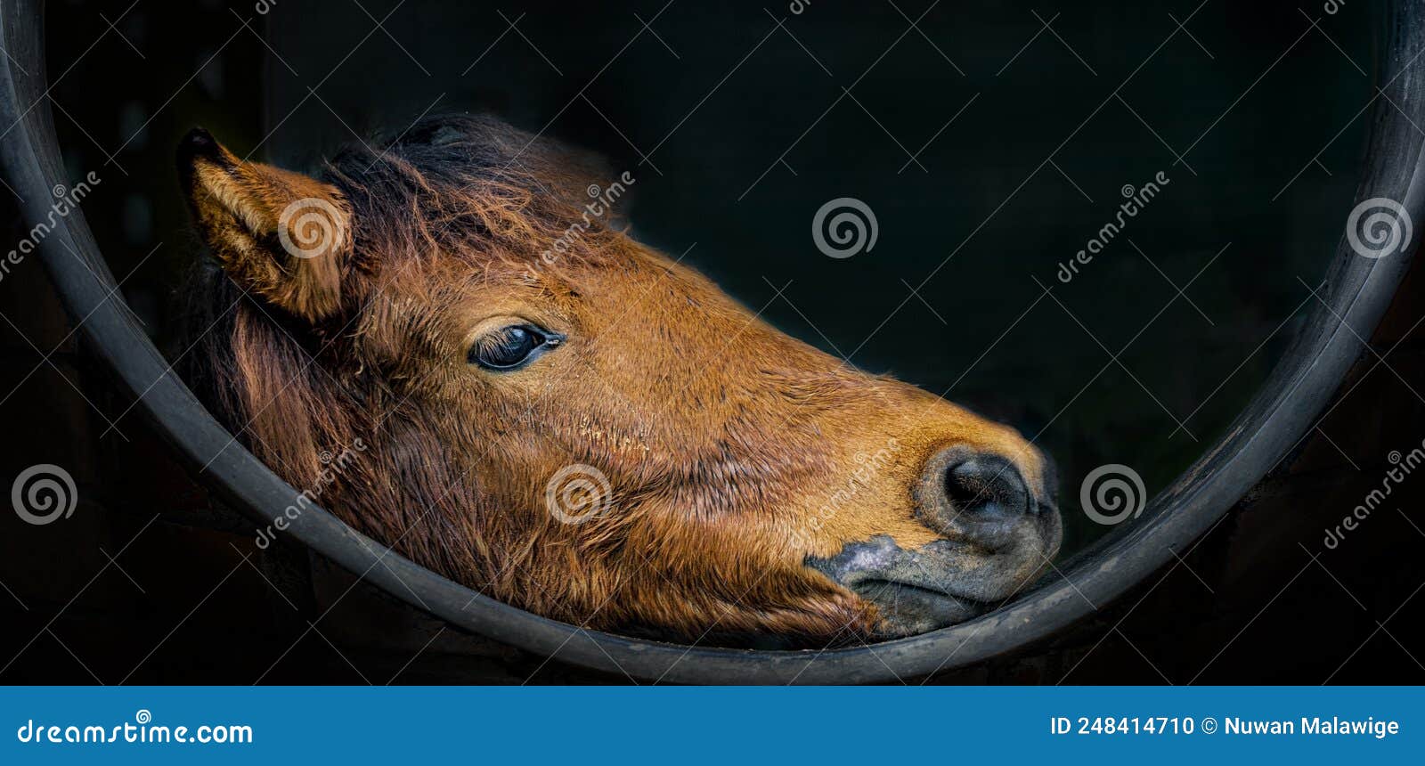 Marcações faciais de cavalos - Cavalus