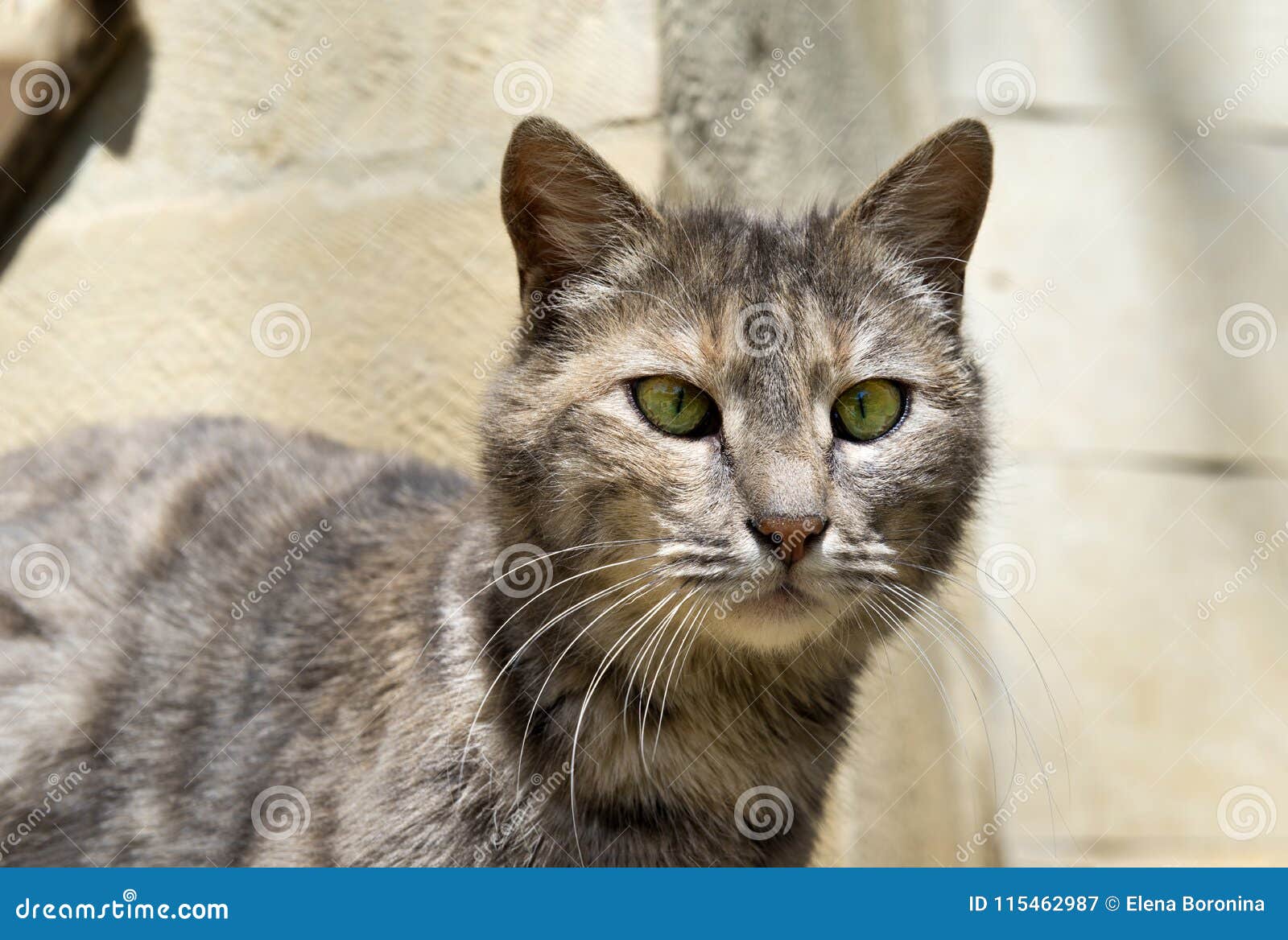 grey spotted cat