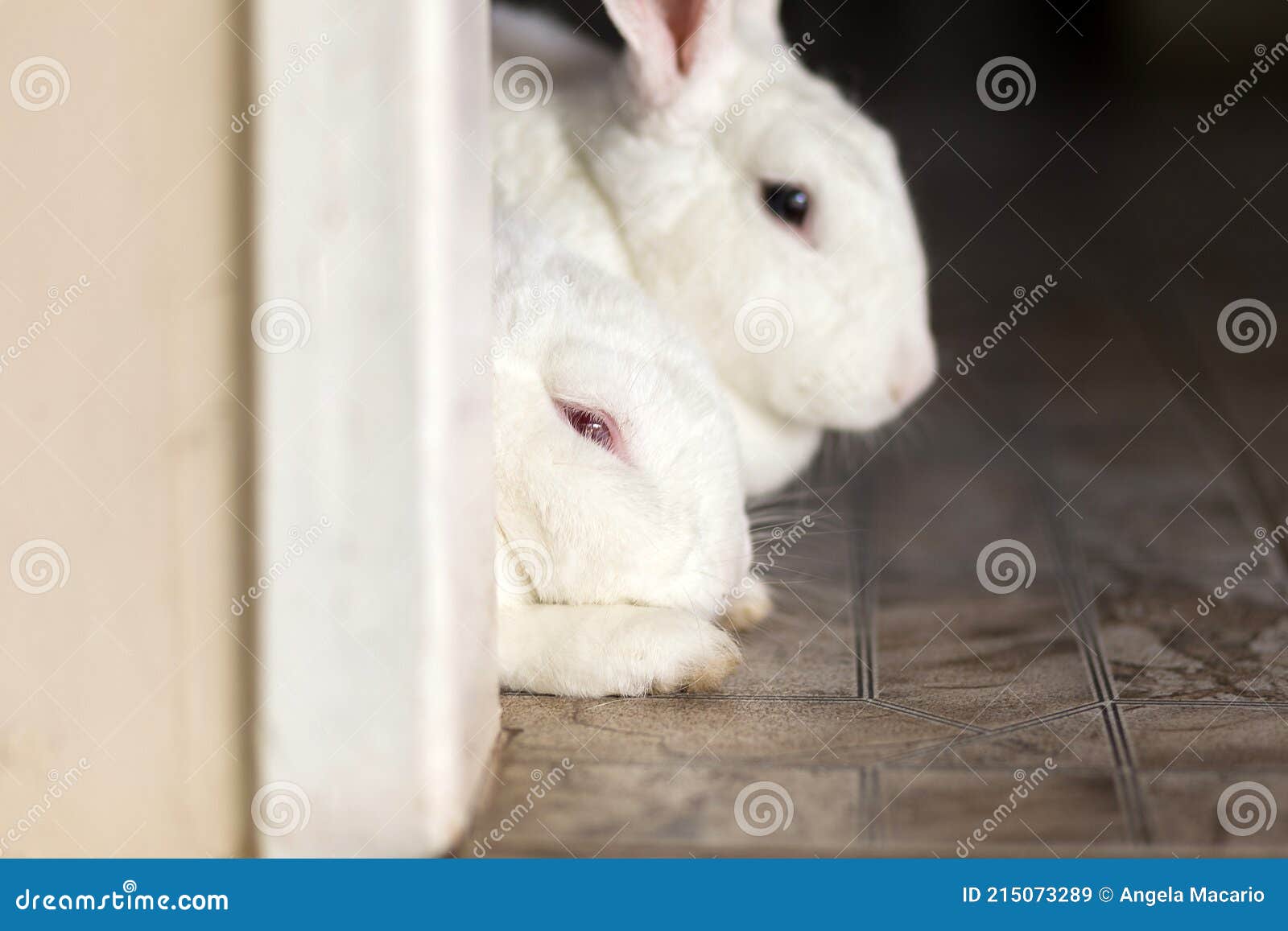 face of two white, furry rabbits.