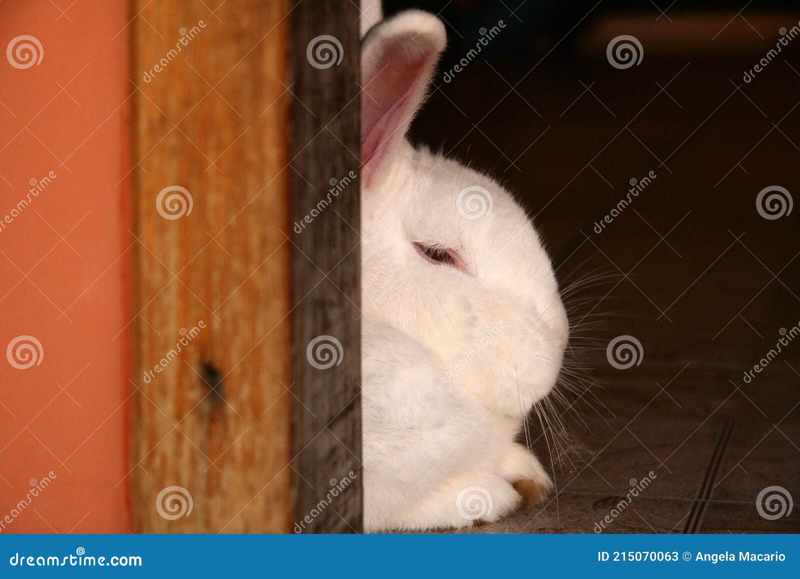 face of white furry rabbit lying behind the door.