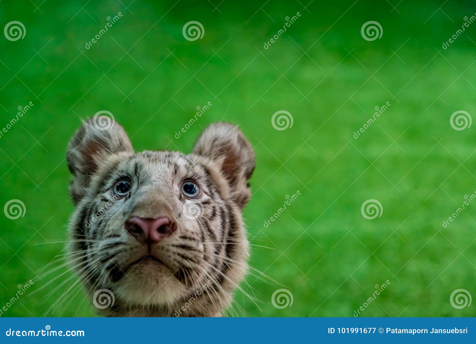 9,644 Tiger Funny Stock Photos - Free & Royalty-Free Stock Photos from Dreamstime 9,644 Tiger Funny Stock Photos - Free & Royalty-Free Stock Photos from Dreamstime