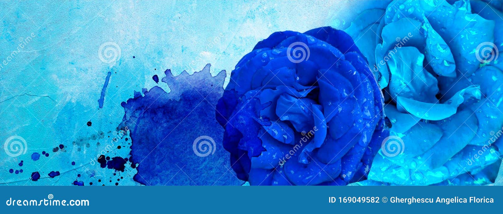 2 522 Blue Rose Water Drops Photos Free Royalty Free Stock Photos From Dreamstime