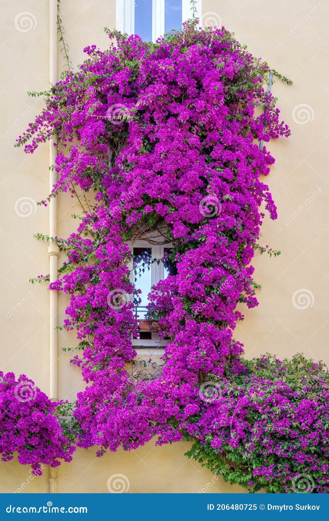 Fachada De Una Casa Con Buganvillas En Flor Imagen de archivo - Imagen de  cultura, pintoresco: 206480725