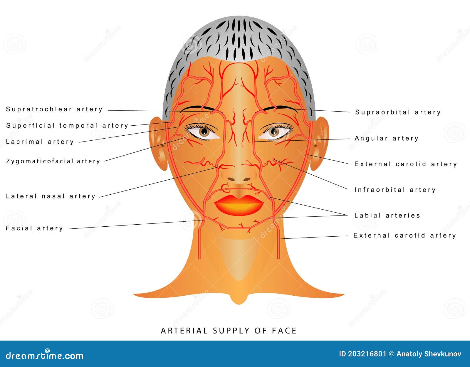 Facial arteries stock vector. Illustration of external 203216801