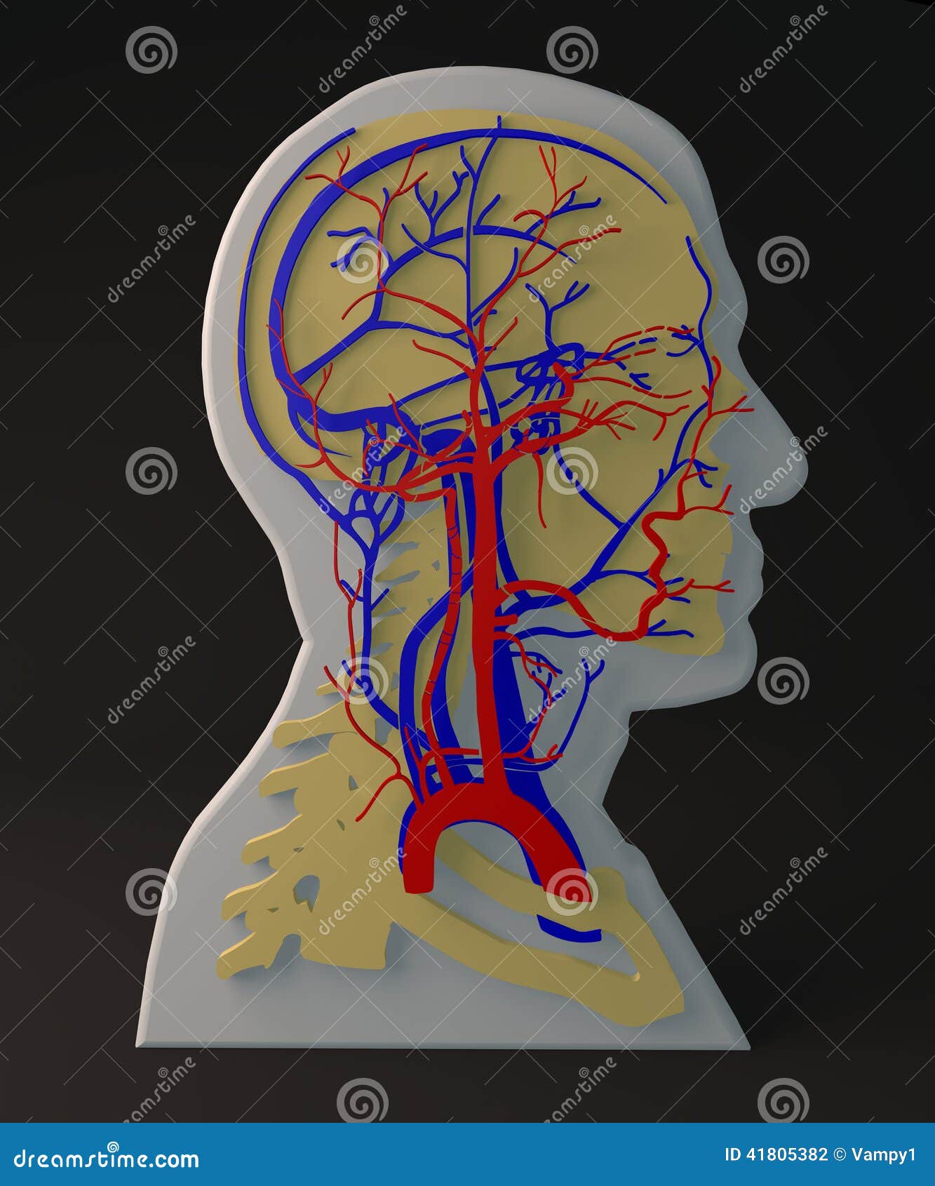 Facial Artery and Veins Circulatory System, Section Head Stock