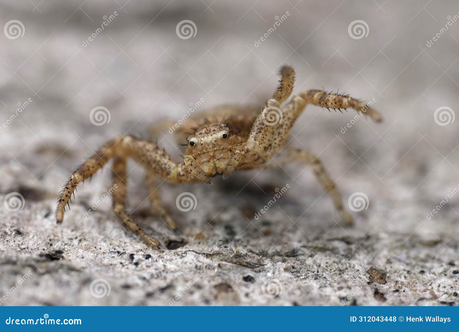 facial closeup on a rusty brown small crab-spider , xysticus in threatening pose