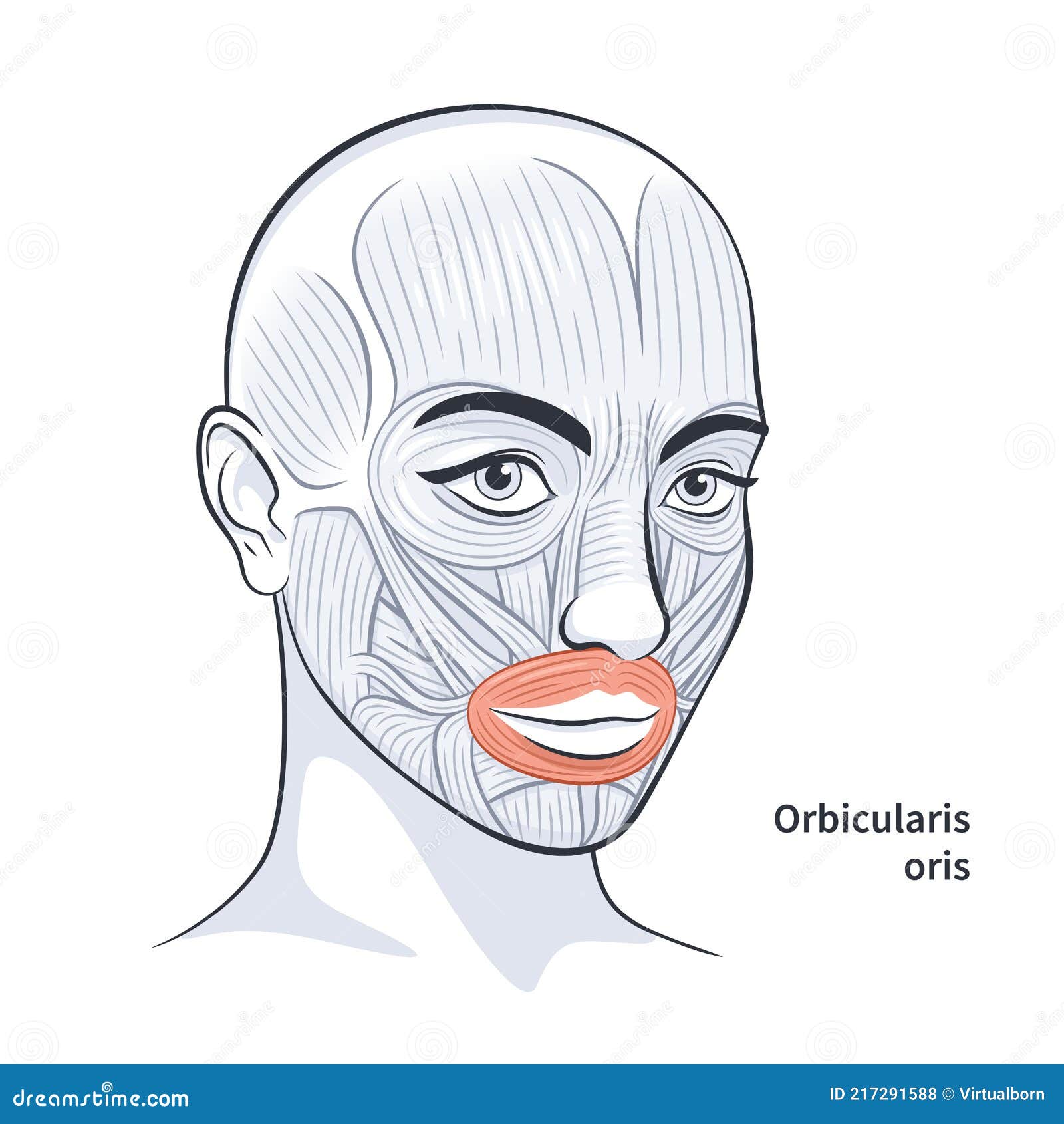 female facial muscles detailed face anatomy  