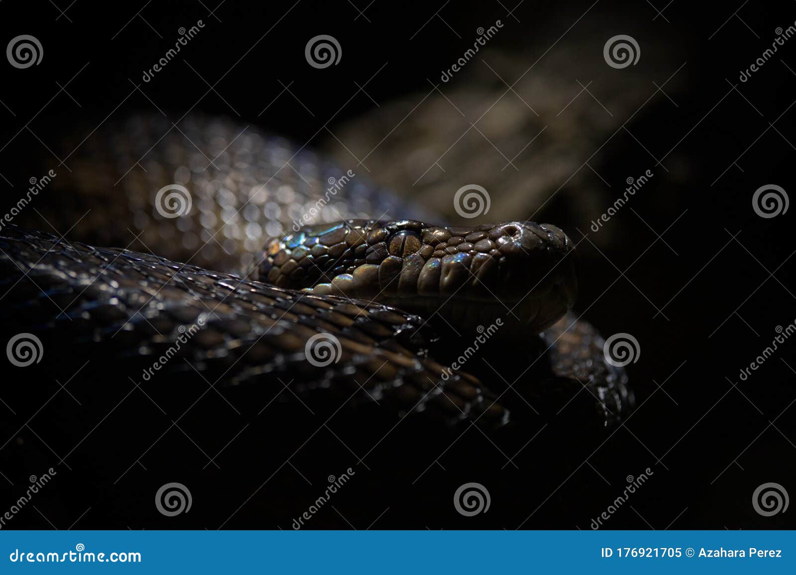 Facial Portrait and Colorful Scales of an Amethyst Python Stock Image ...