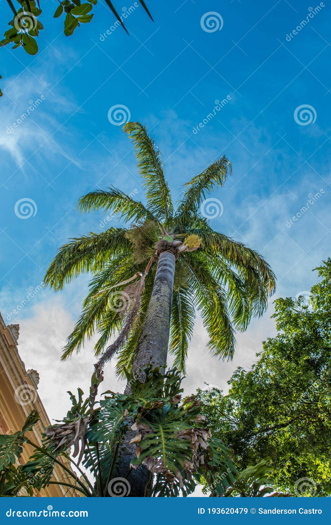 imperial palm tree seen from below at the bahia medical school in salvador, brazil