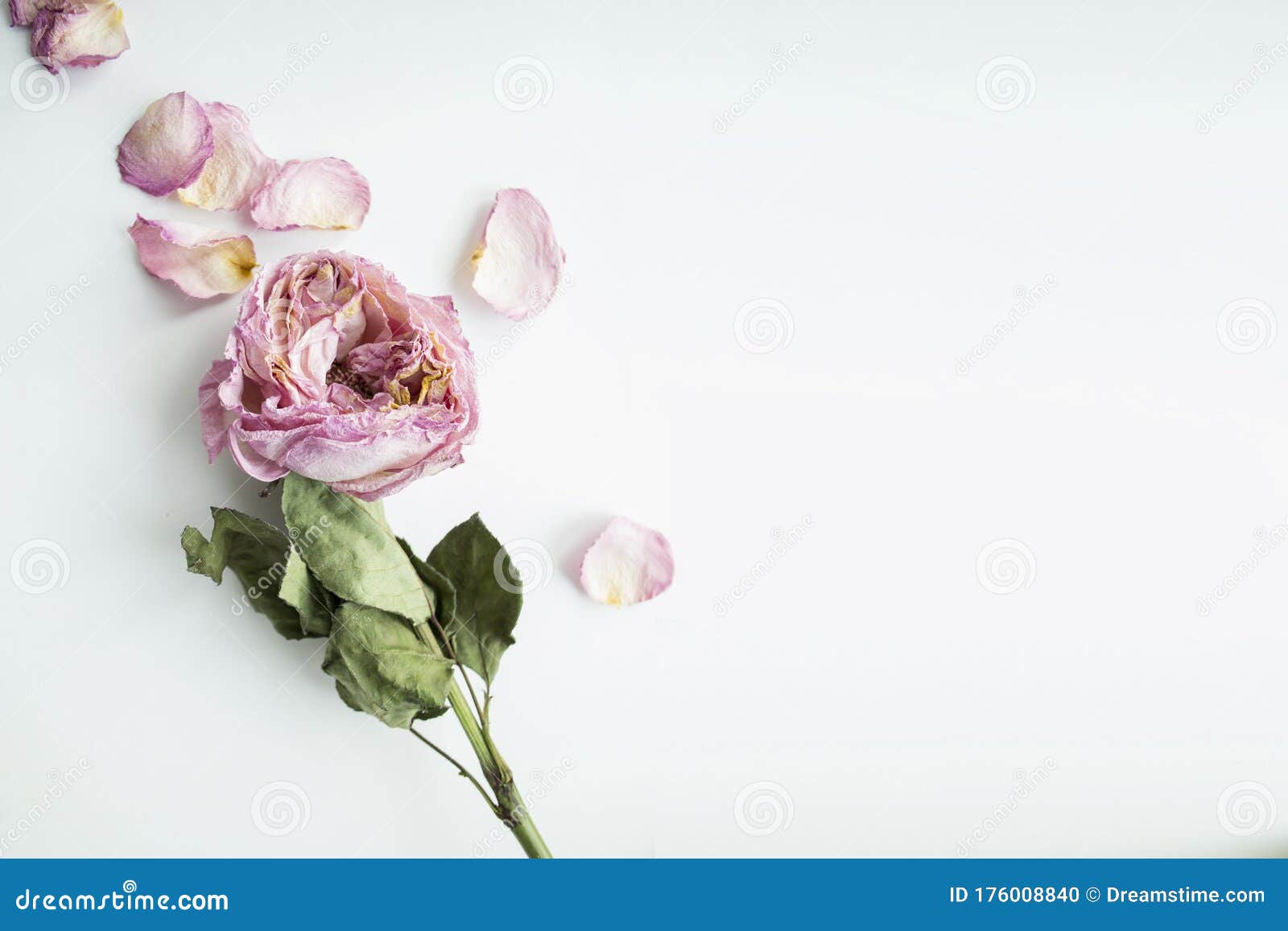 Faded Beautiful Rose on a Light Background Stock Photo Image of