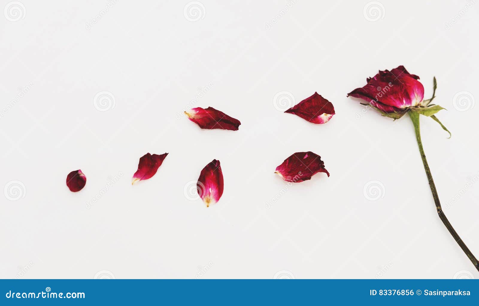 Faded Blowing Rose Flower`s Petals, on White Background Stock Photo