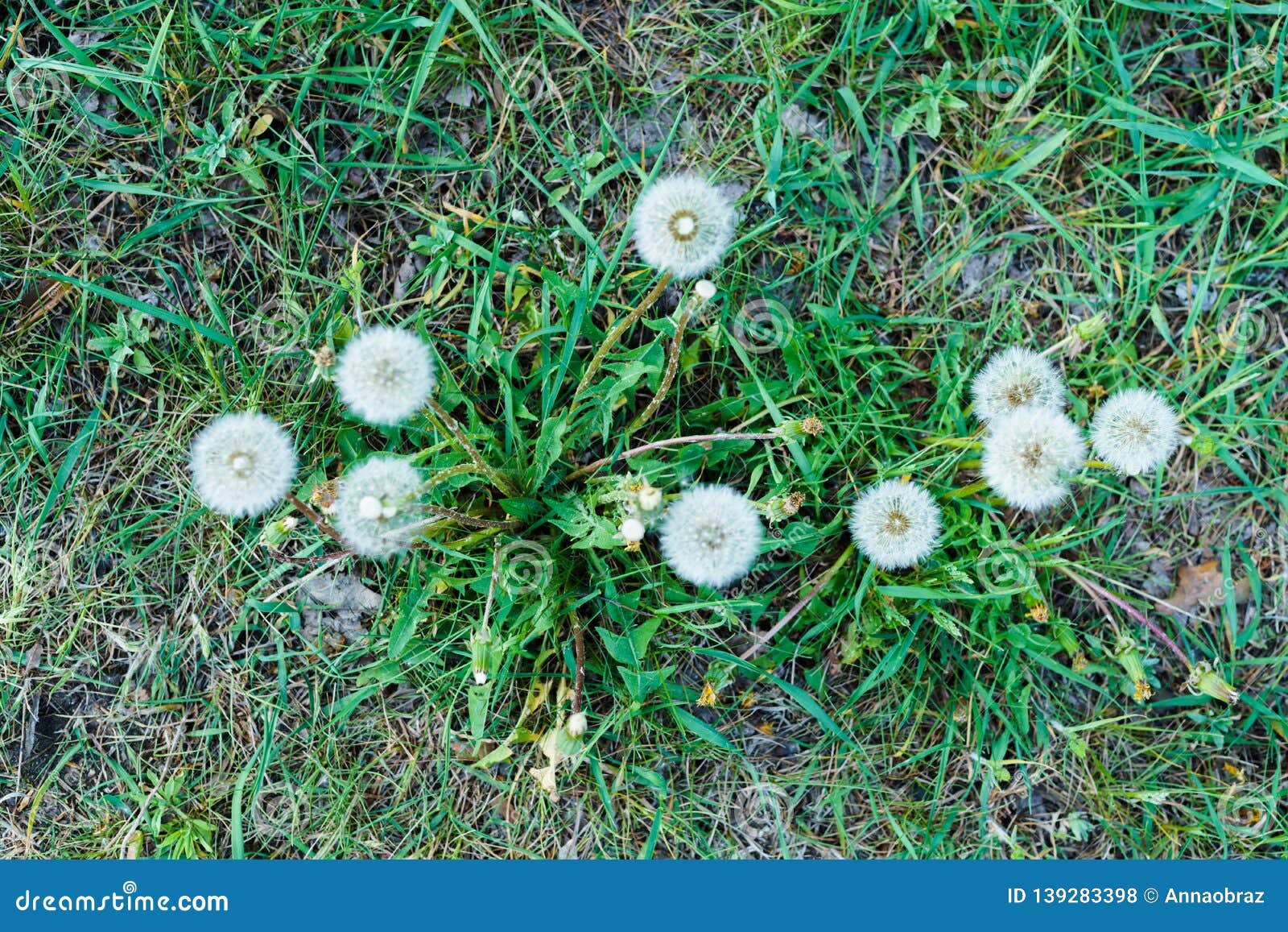 Faded Dandelions In The Thick Grass In Early Spring Stock Photo Image