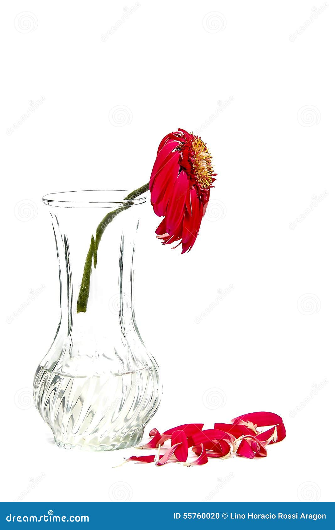 faded flower in a vase