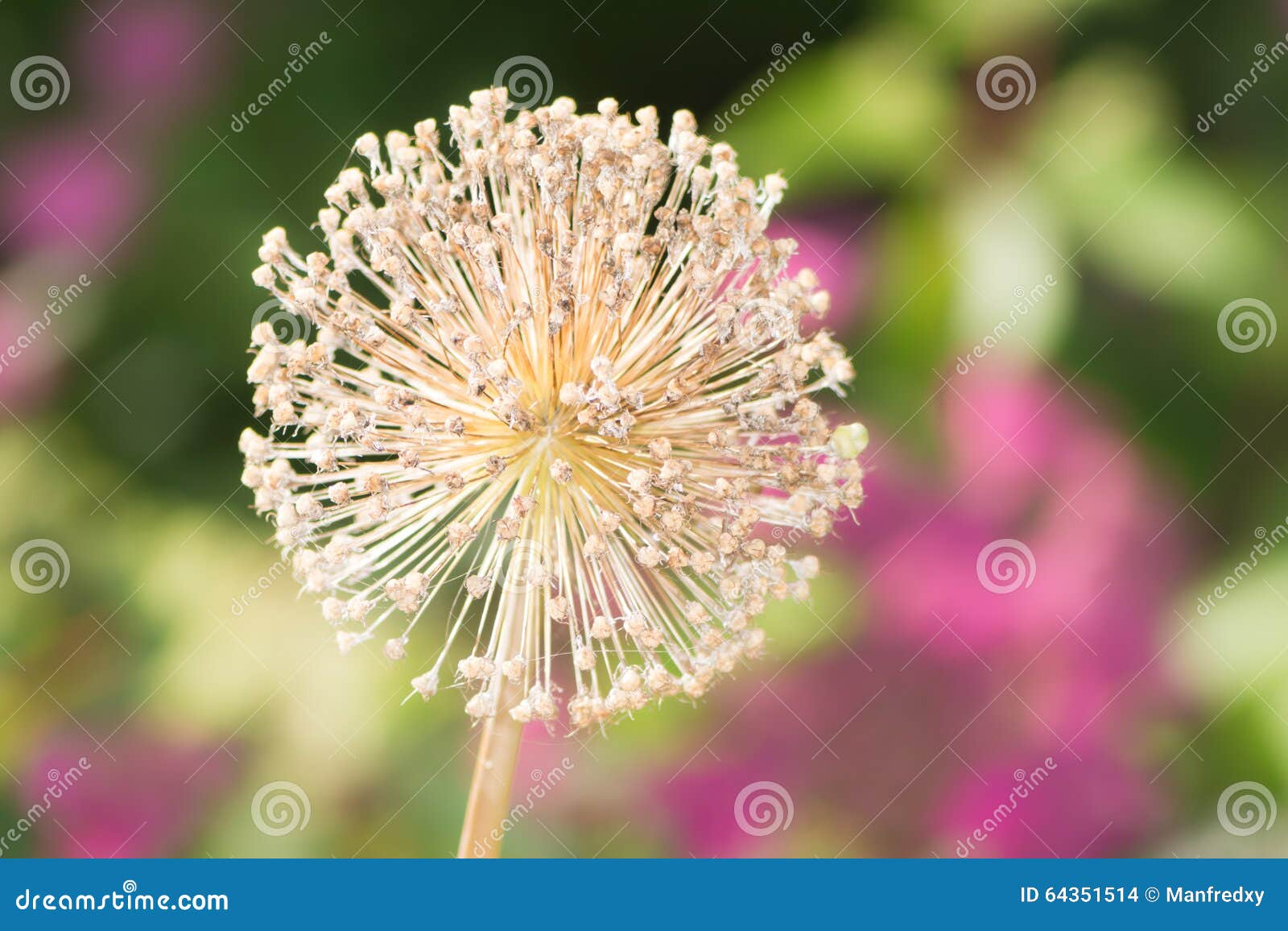 Faded giant onion flower stock photo. Image of faded 64351514