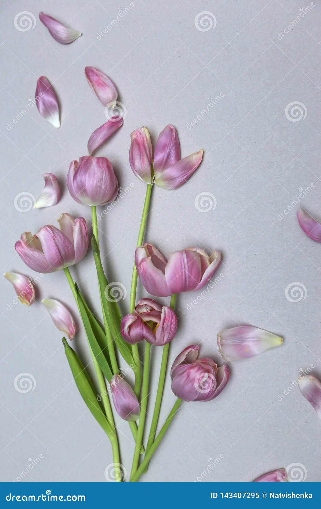 Faded Pink Tulips. Vintage Background for Design Stock Image Image of faded, design 143407295