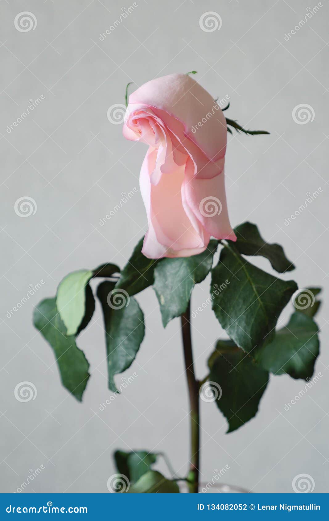 Faded Rose Tilted Her Head in the Vase Stock Photo Image of life
