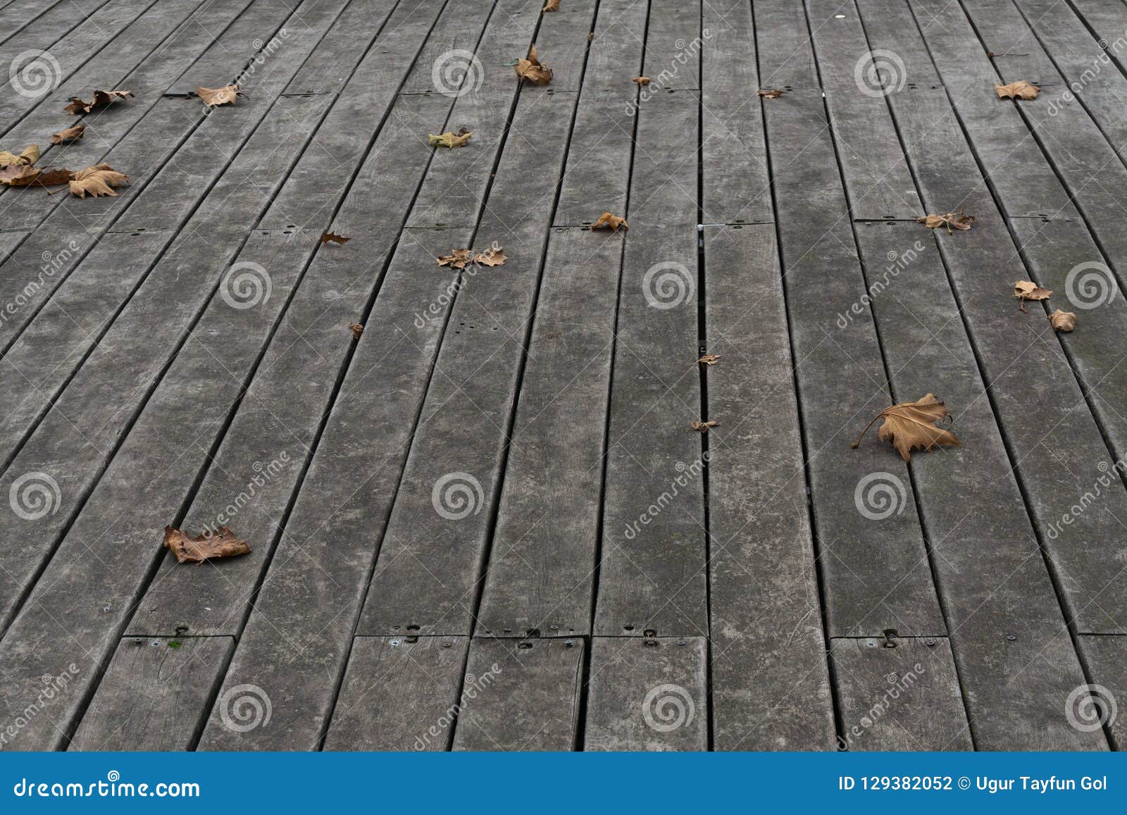 Faded Sycamore Leaves On Wooden Floor Tiles Stock Photo Image Of