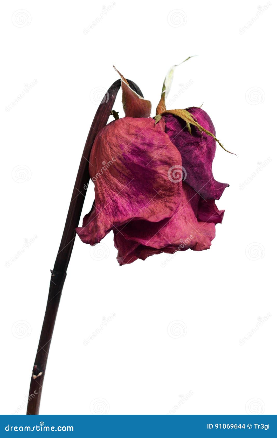 Faded Withered Rose Flower On White Stock Photo - Image of ...