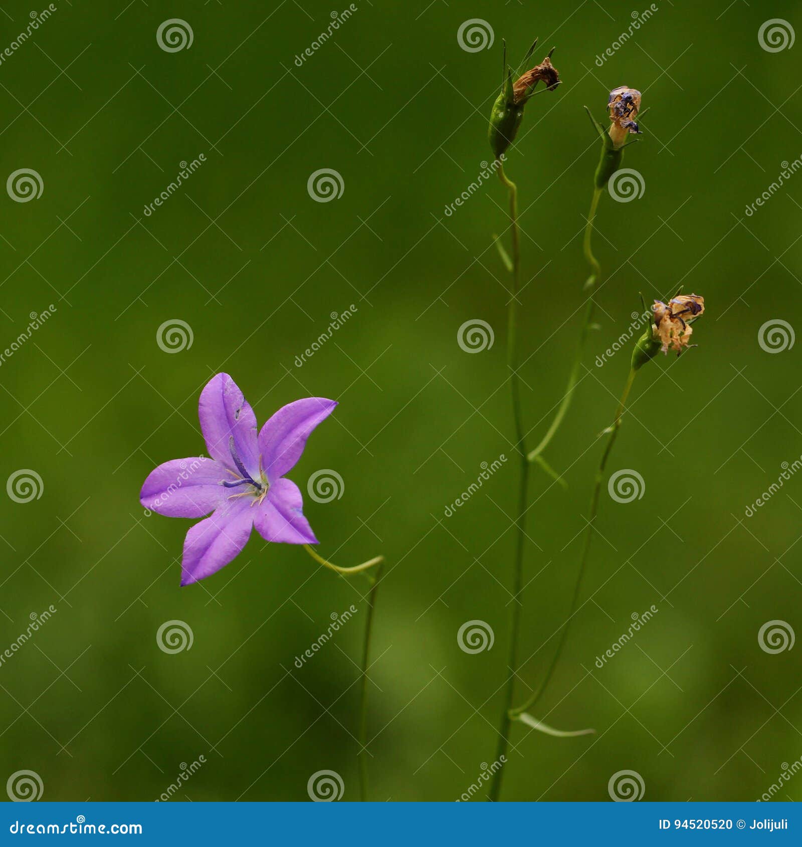 Fading beauty stock photo. Image of background, june 94520520