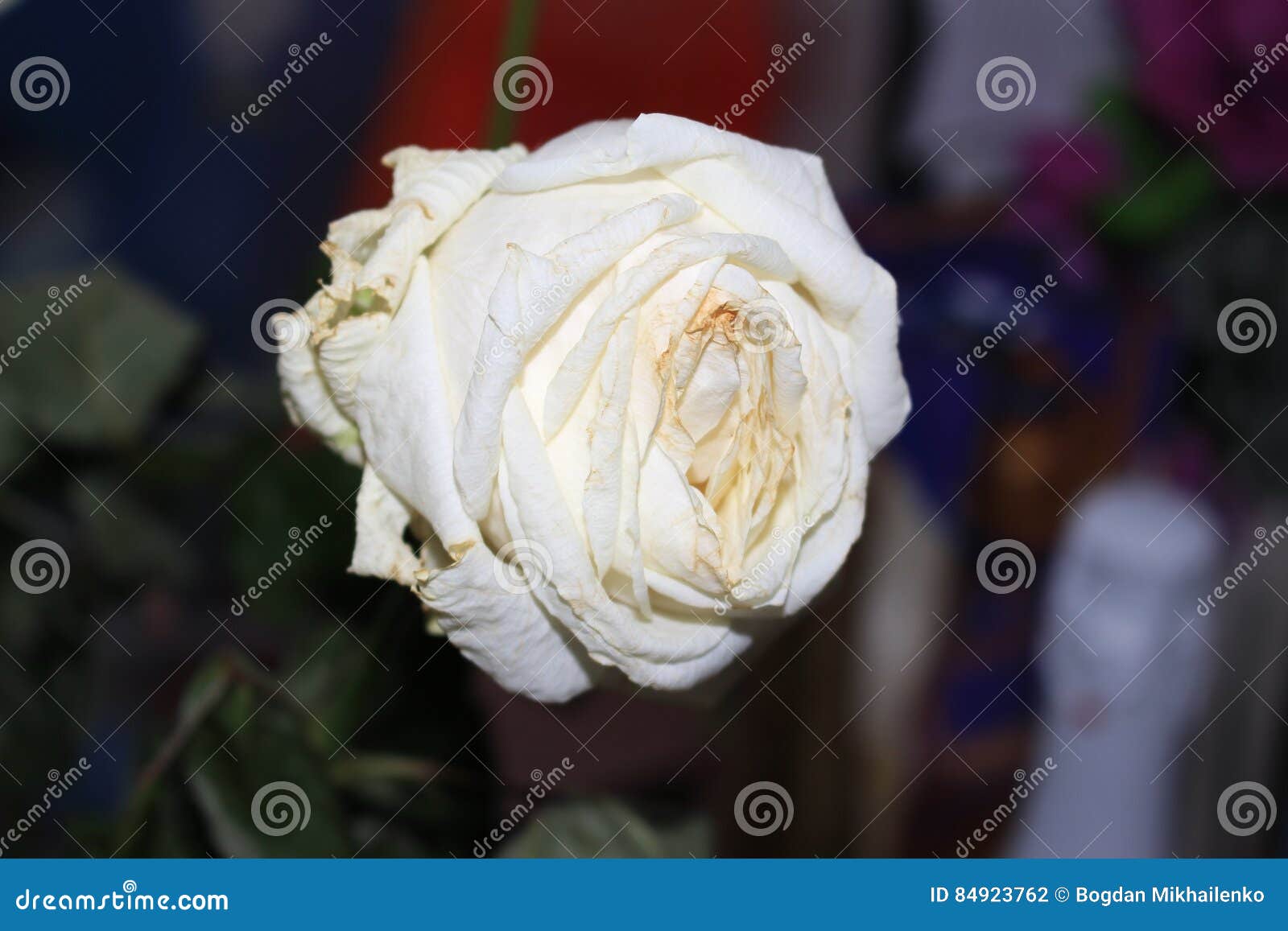Fading flowers stock photo. Image of mood, nature, bouquet 84923762