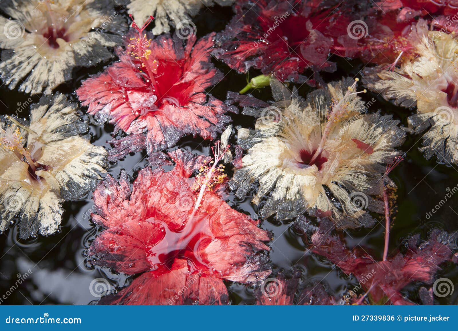 Fading Hibiscus on the Water Stock Photo Image of beautiful, tropical