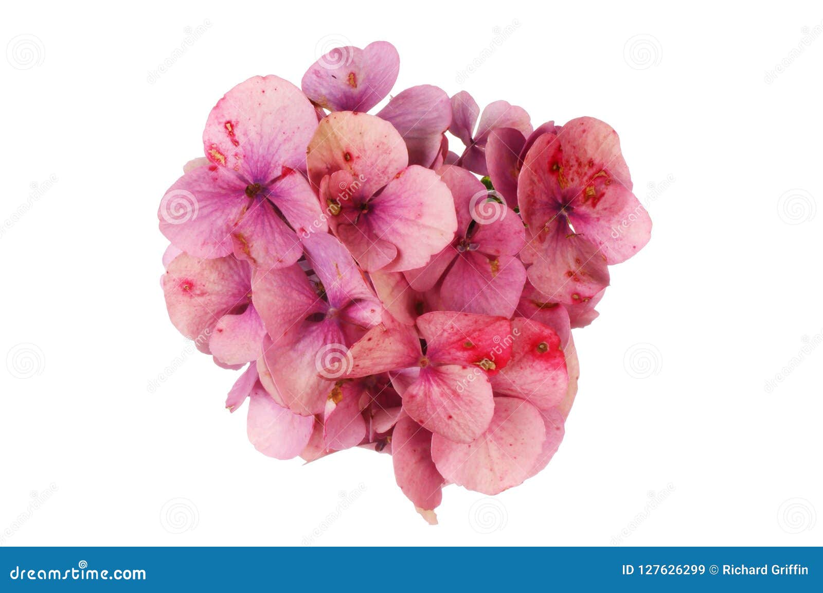 Fading hydrangea flower stock image. Image of floral 127626299