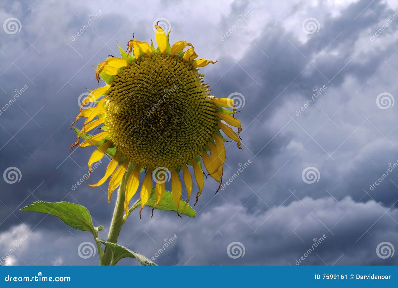 Fading sunflower stock image. Image of grunge, decorative 7599161