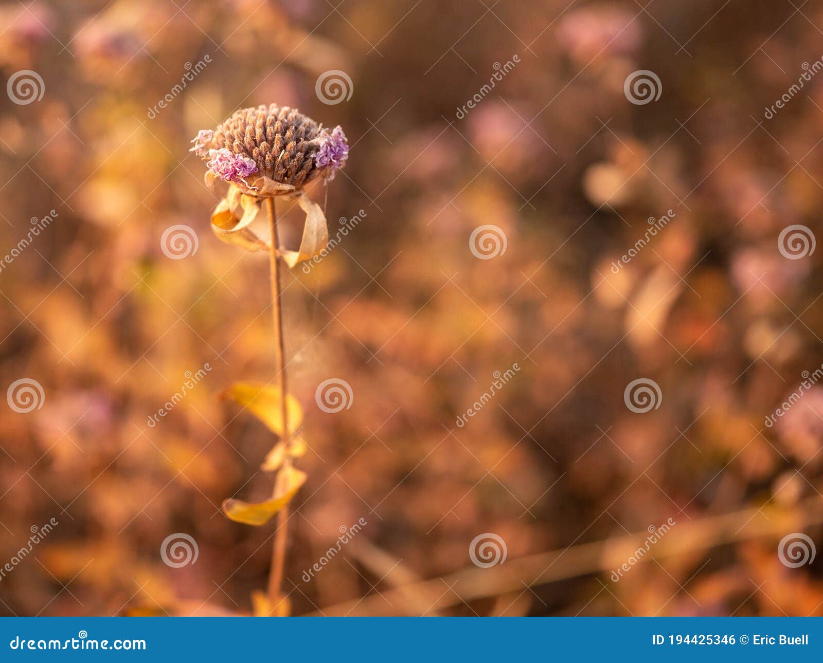 Fading Wildflower Close Up Color Stock Photo Image of dehydrated