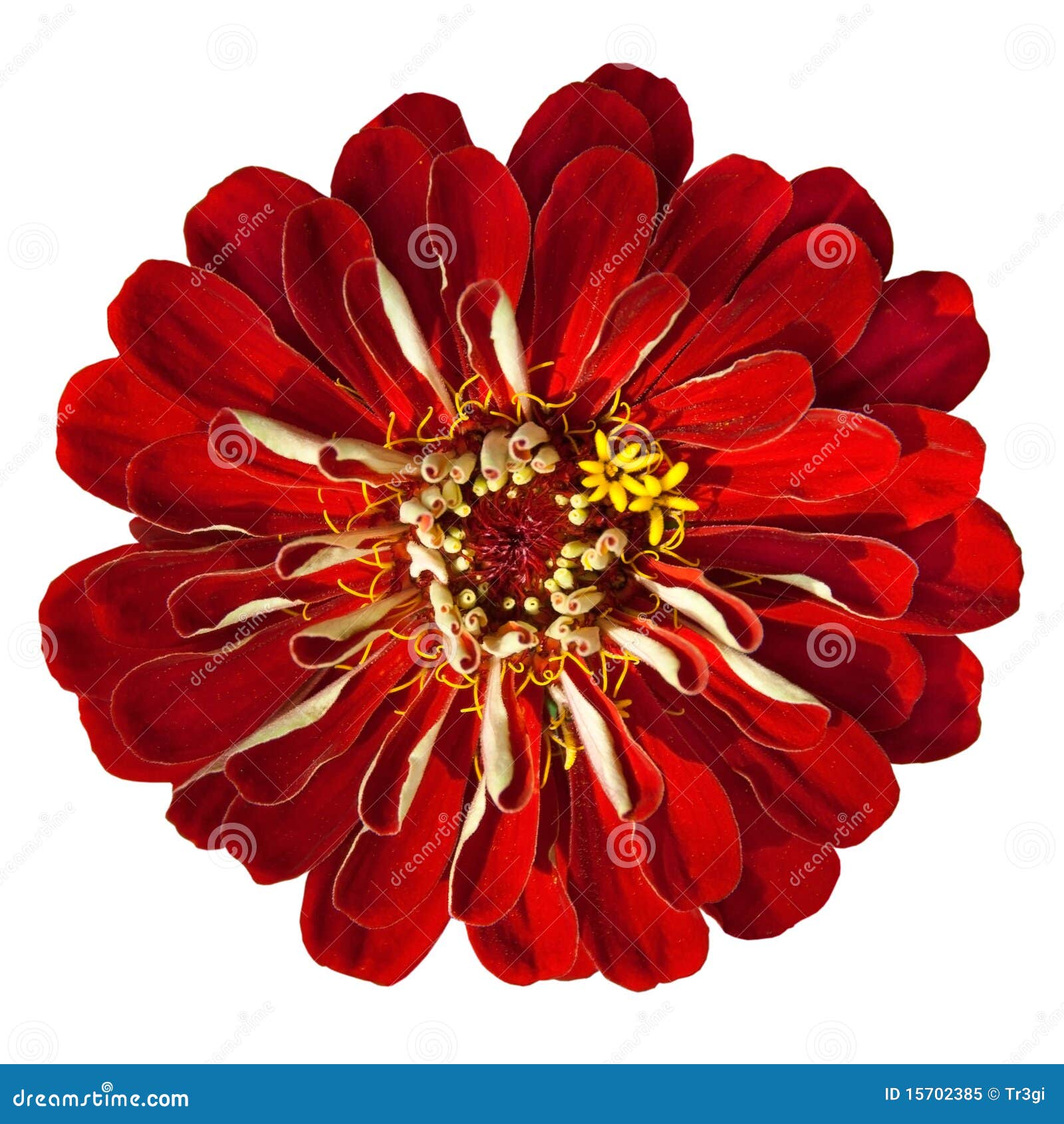 Fading Zinnia Elegans Isolated on White Background Stock Image Image