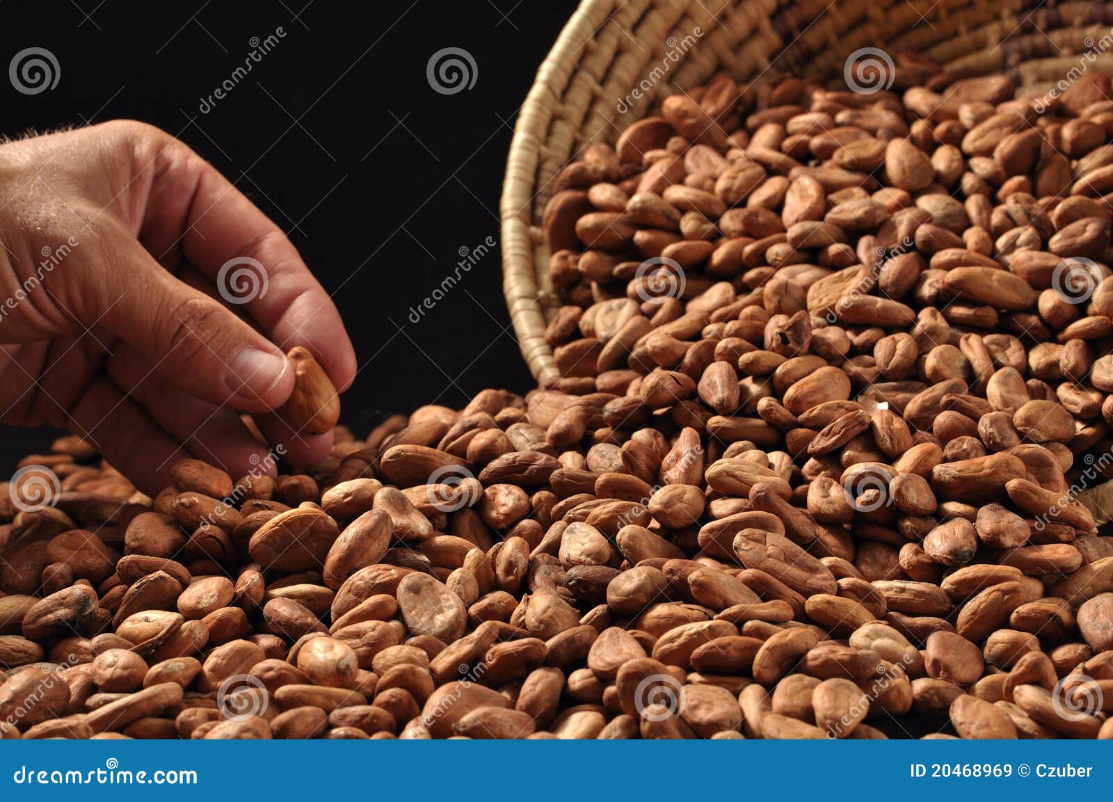Cestino rovesciato dei fagioli grezzi del cacao con la mano dell'uomo che seleziona un fagiolo.