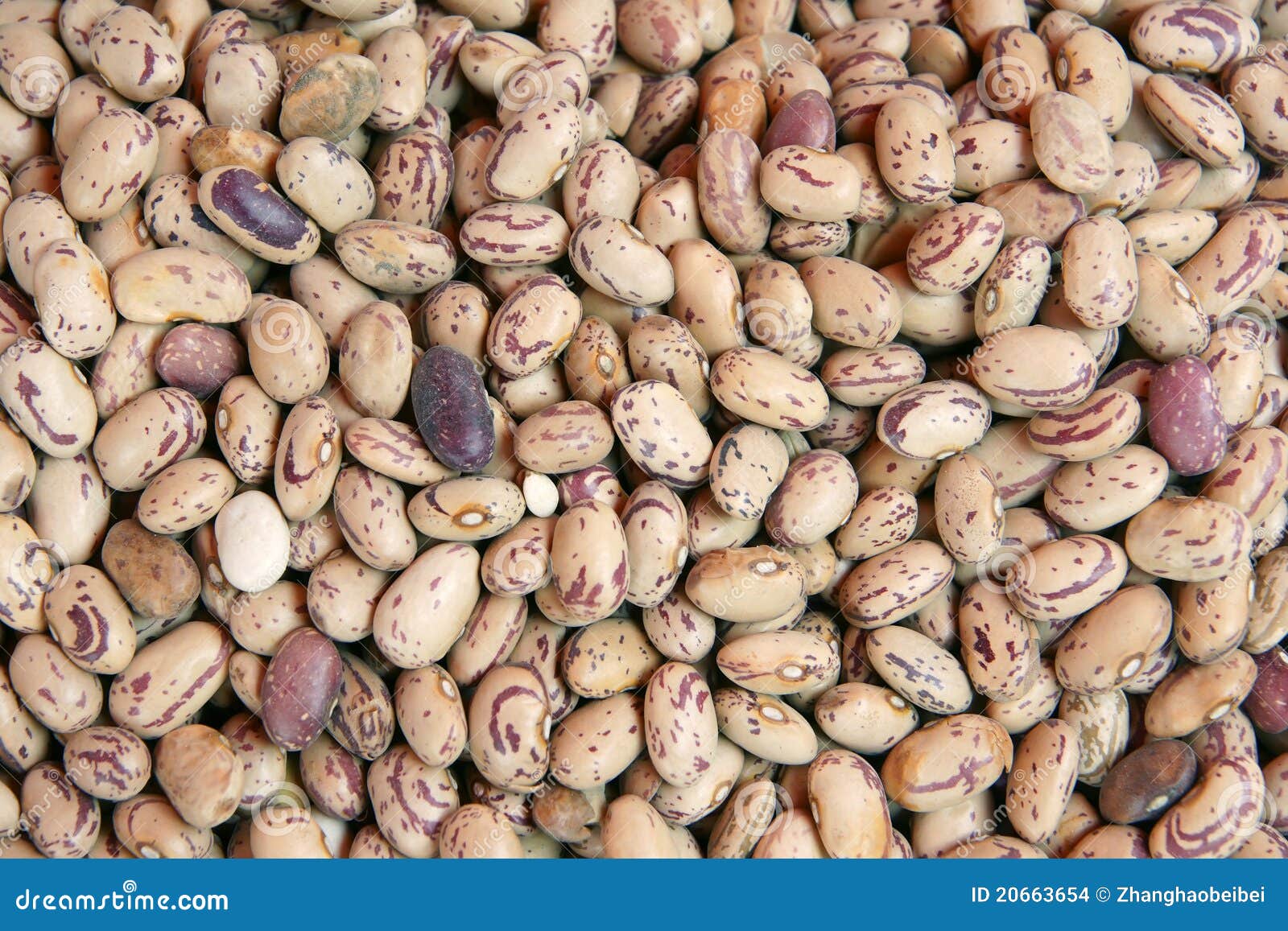 Semi Di Fagiolo Nano 'Cannellino' - 50 Semi, Varietà Italiana Per Orto E Giardino - Foto 9