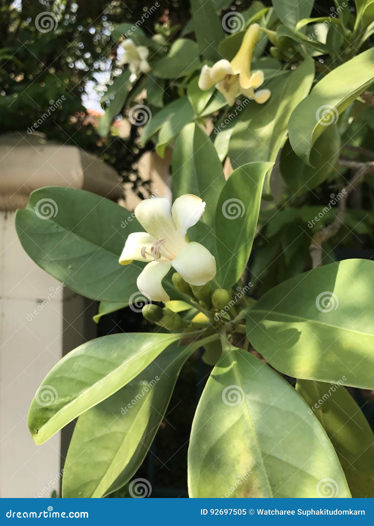 Fagraea ceilanica flower. stock image. Image of garden 92697505