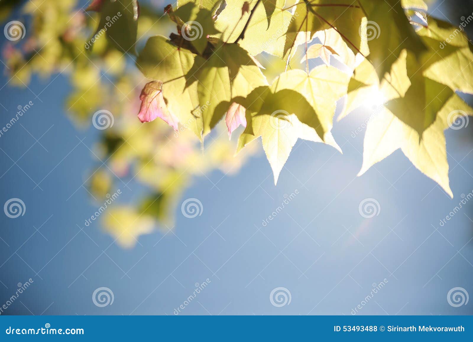 fairly blur maple leaves on tree with soft sun light behide on b