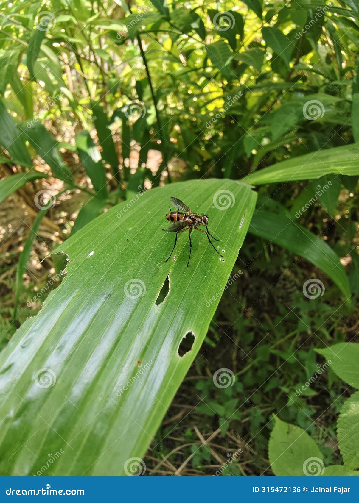 a fairly large fly was seen sitting on a leaf